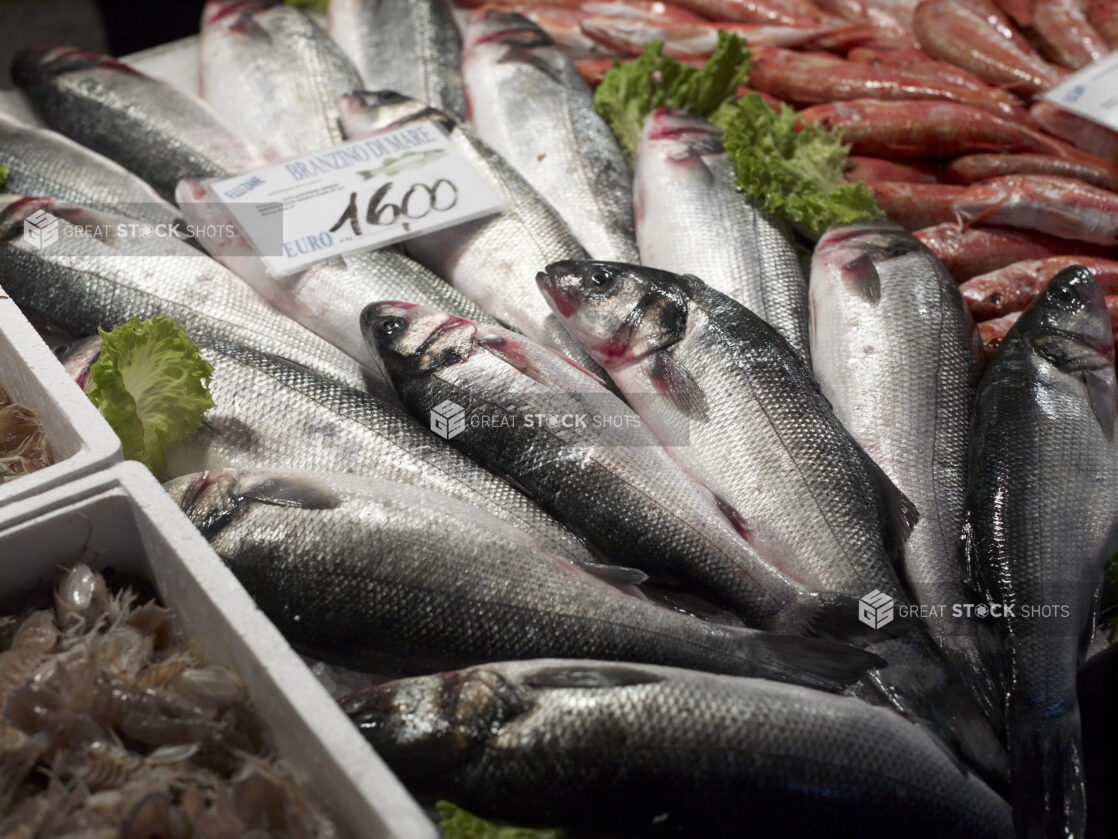 Close Up of Branzino – European Sea Bass – Displayed at a Seafood Stall in a Food Market in Venice, Italy - Variation