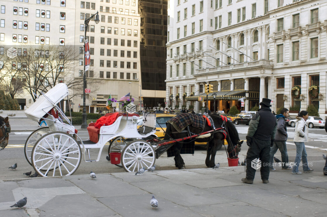 Horse-Drawn Carriage on Stand-by on a Street Corner in Manhattan, New York City