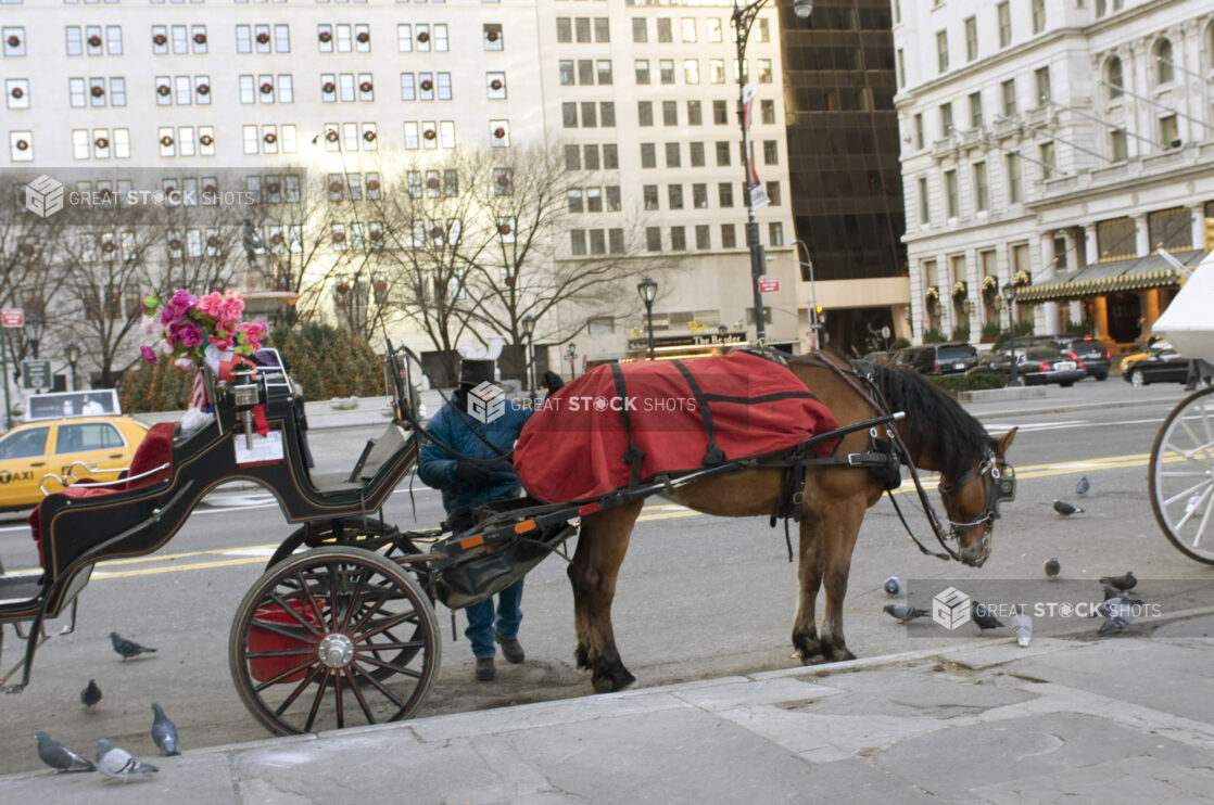 A Horse-Drawn Carriage on Stand-By on a Street in Manhattan, New York City During Winter