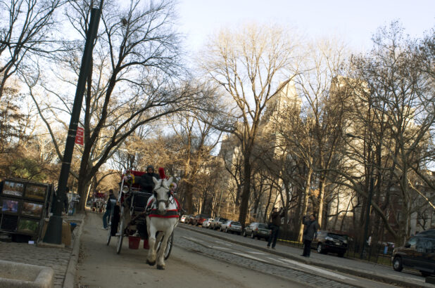 A Horse-Drawn Carriage Passing a Tree-Lined Street in Manhattan, New York City