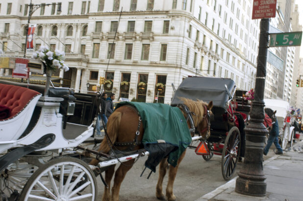 Horse-Drawn Carriages on Stand-By Outside the Plaza Hotel in Manhattan, New York City