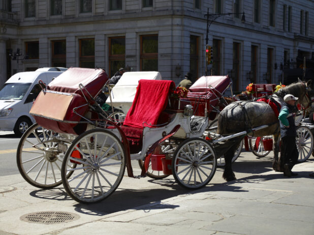 Horse-Drawn Carriages on Stand-by in Manhattan, New York City
