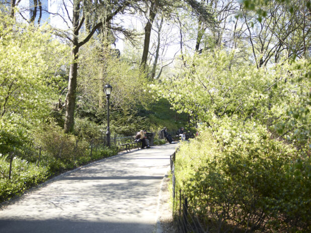 View Down Tree-Lined Walkway in Central Park with People Sitting on Benches in Manhattan, New York City