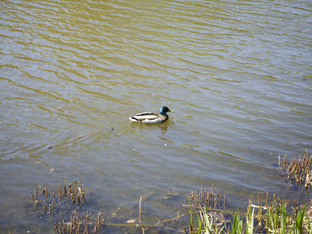 Close-Up of a Mallard Duck Swimming in a Pond/Lake in Central Park, Manhattan, New York City