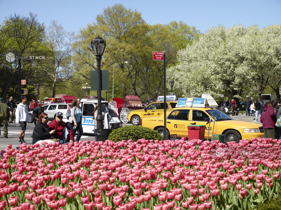 Pink Tulips on Park Avenue with Yellow NYC Taxi Cabs and People Walking in the Background in Manhattan, New York City