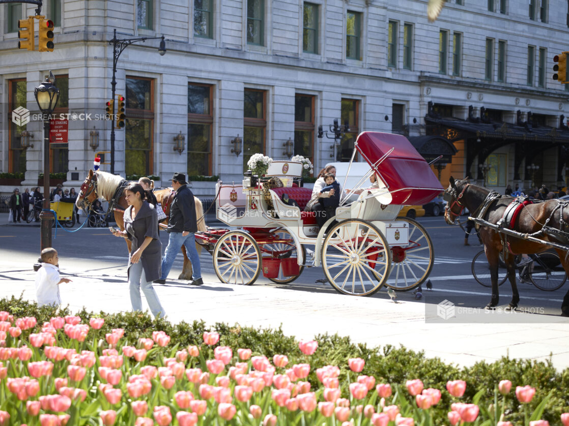 Horse-Drawn Carriages on Stand-By in Front of Central Park in Manhattan, New York City