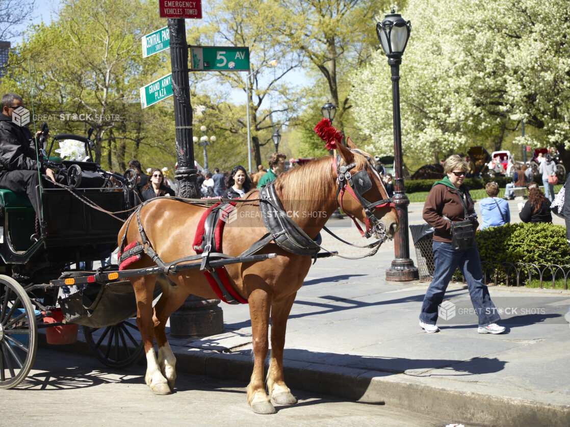 Carriage Drawn by a Chestnut Horse on Stand-by in Front of Central Park in Manhattan, New York City
