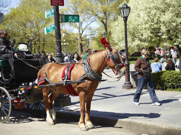 Carriage Drawn by a Chestnut Horse on Stand-by in Front of Central Park in Manhattan, New York City