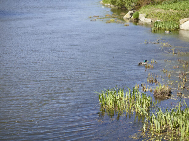 Close-Up of a Pond/Lake in Central Park, Manhattan, New York City