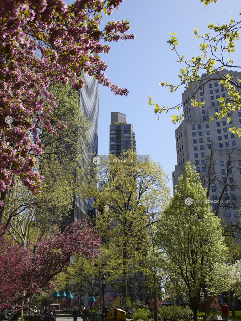 Cherry Blossoms and Trees in Central Park During Springtime in Manhattan, New York City