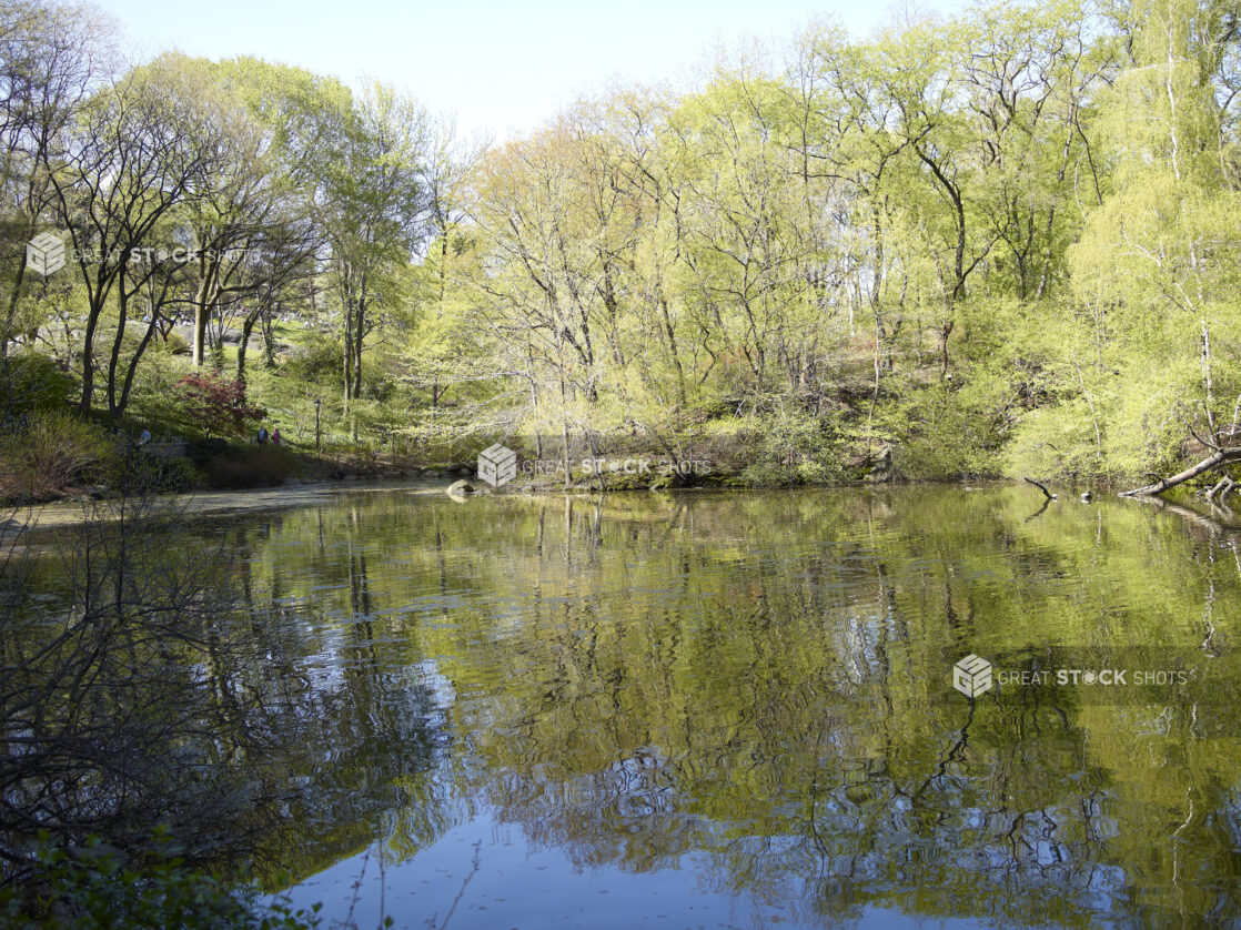 View of a Pond/Lake in Central Park in Manhattan, New York City - Variation