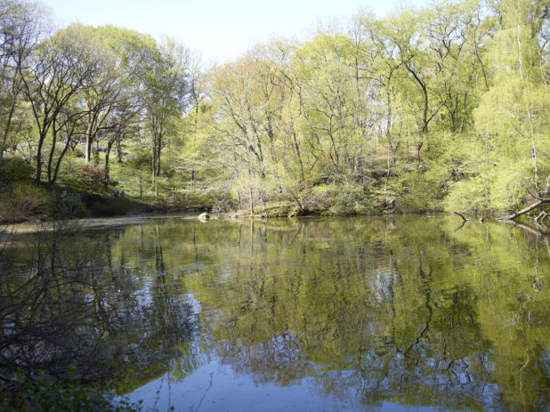 View of a Pond/Lake in Central Park in Manhattan, New York City - Variation