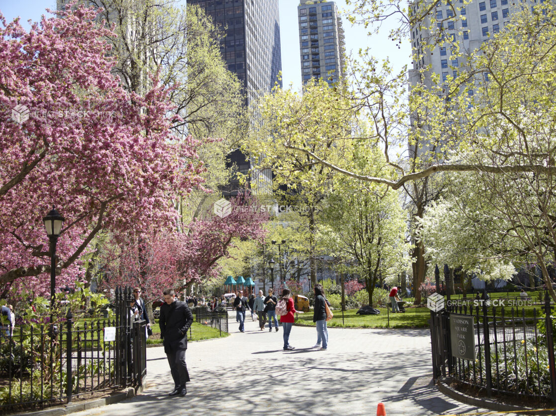 Springtime in Central Park, Manhattan, New York City