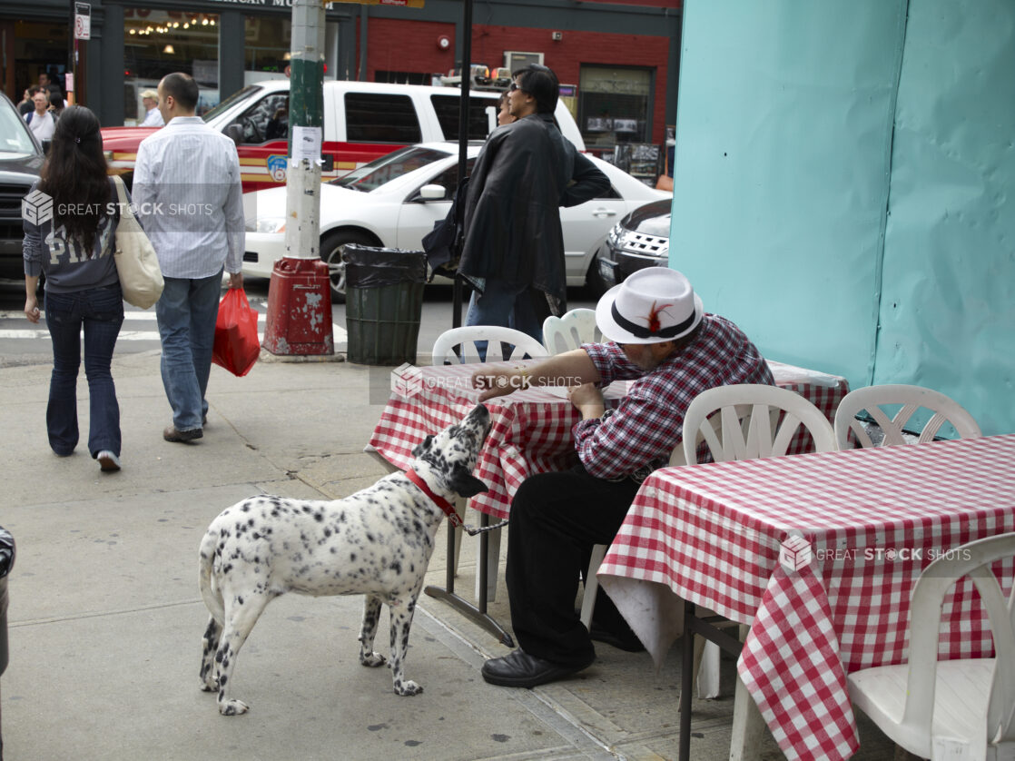 Man Feeding His Dalmatian Dog at an Outdoor Seating Area in Little Italy, Manhattan, New York