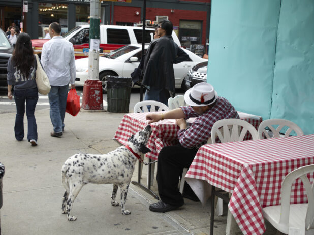 Man Feeding His Dalmatian Dog at an Outdoor Seating Area in Little Italy, Manhattan, New York