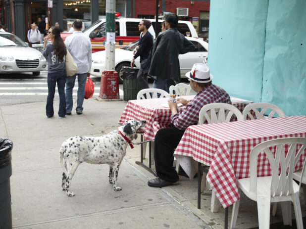 Man Eating at an Outdoor Seating Area with his Dalmatian Dog in Little Italy, Manhattan, New York