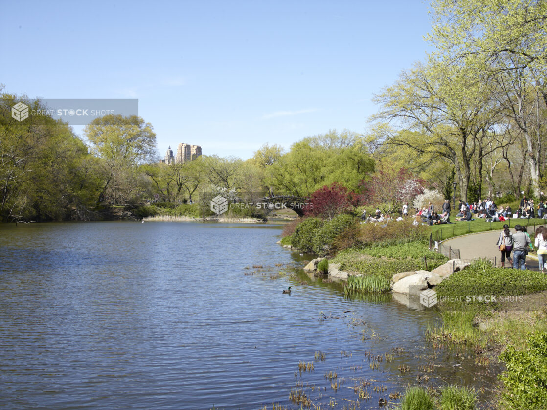 View of a Pond/Lake in Central Park with People Sitting on Grass in Manhattan, New York City