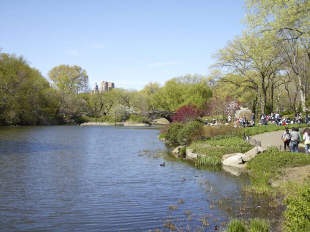 View of a Pond/Lake in Central Park with People Sitting on Grass in Manhattan, New York City