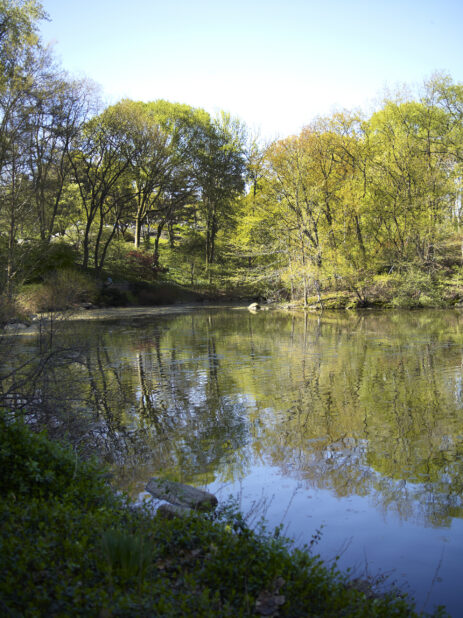 View of a Pond/Lake in Central Park in Manhattan, New York City