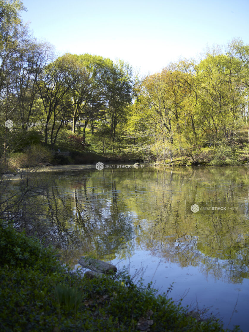 View of a Pond/Lake in Central Park in Manhattan, New York City