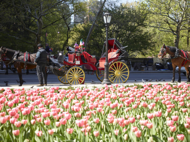 Horse-Drawn Carriages on Stand-By in Front of Central Park with Tulips in the Foreground in Manhattan, New York City