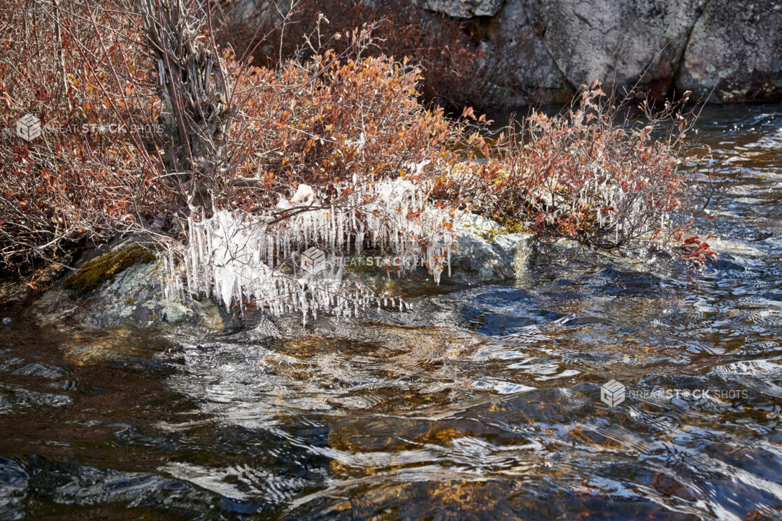 Icicles Formed on a Bush on the Rocky Shore of a Lake in Cottage Country, Ontario, Canada During Winter