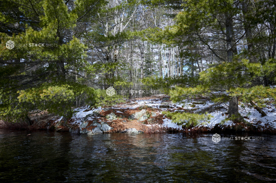 View of Evergreens, Pine Trees and a Forest Along a Rocky Bank From a Lake in Cottage Country, Ontario, Canada