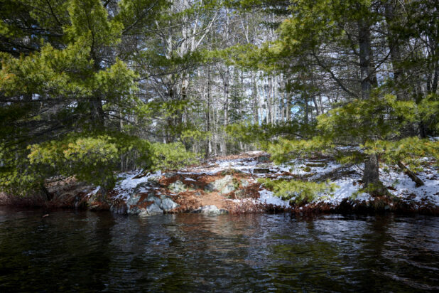 View of Evergreens, Pine Trees and a Forest Along a Rocky Bank From a Lake in Cottage Country, Ontario, Canada