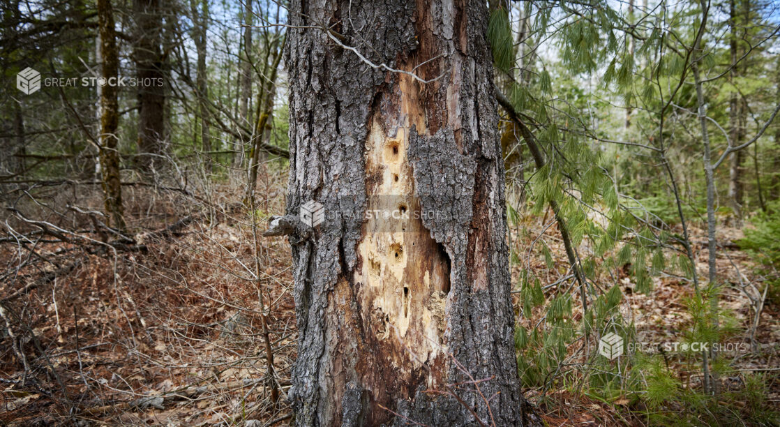 View of a Dead Tree in a Forest of Evergreens During Winter in Cottage Country in Ontario, Canada