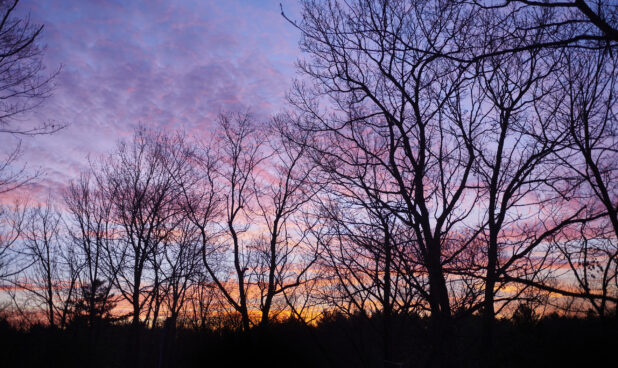 Silhouettes of Trees Against a Colourful Sky at Sunset During Winter in Cottage Country in Ontario, Canada - Variation