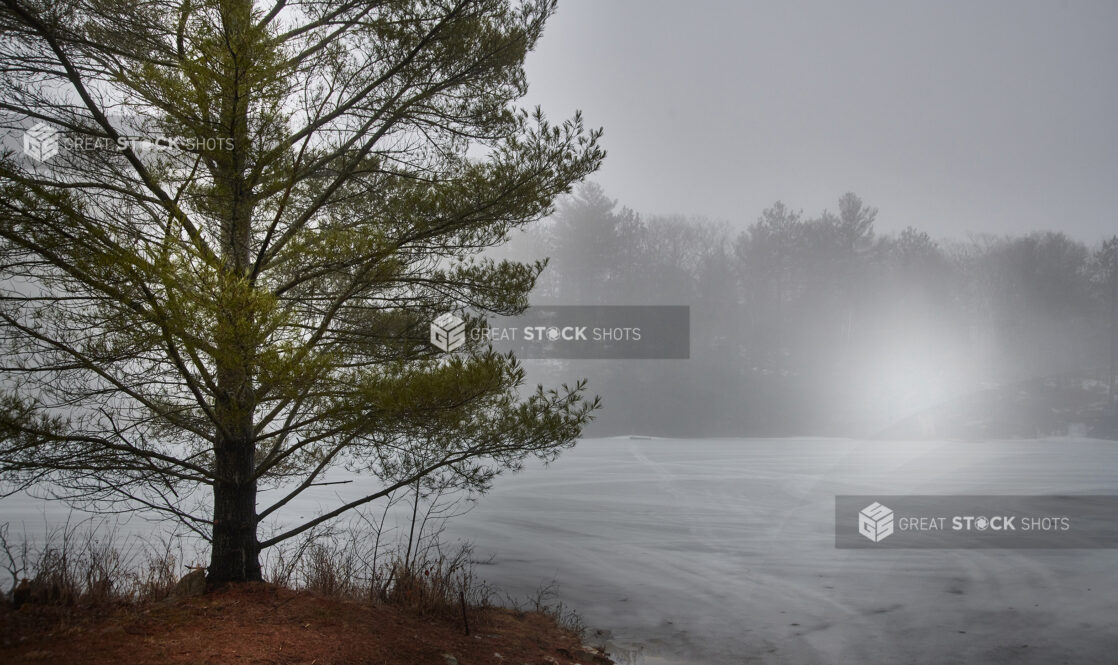 Ice Dust Blowing Over a Snow-Covered Field with a Pine Tree/Evergreen in the Foreground in Cottage Country, Ontario, Canada