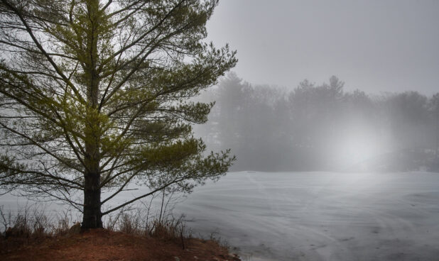 Ice Dust Blowing Over a Snow-Covered Field with a Pine Tree/Evergreen in the Foreground in Cottage Country, Ontario, Canada