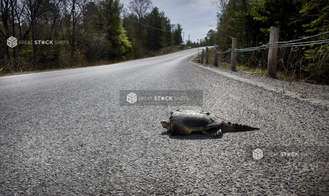 Low Angle View of a Freshwater Snapping Turtle Crossing a Country Road in Cottage Country, Ontario, Canada