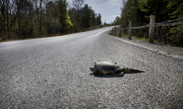 Low Angle View of a Freshwater Snapping Turtle Crossing a Country Road in Cottage Country, Ontario, Canada