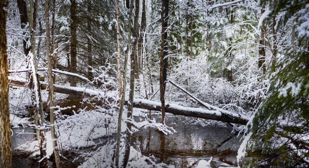 Snowy Landscape Within a Forest With a Lake in Cottage Country in Ontario, Canada