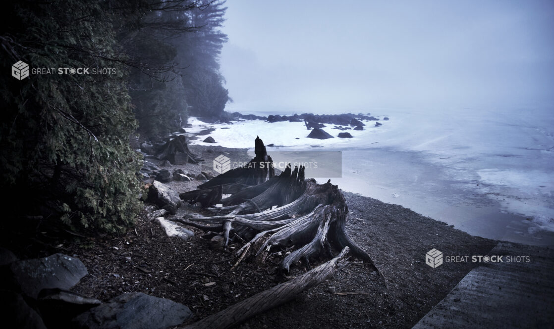 Cluster of Weather-Worn Dead Tree Stumps on the Gravel Beach of a Frozen Lake in Cottage Country, Ontario, Canada