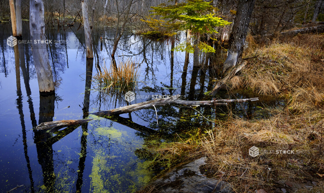 A Flooded Forest with Bare, Dead Trees and Grass During Winter in Cottage Country in Ontario, Canada