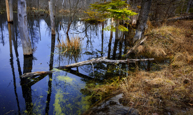 A Flooded Forest with Bare, Dead Trees and Grass During Winter in Cottage Country in Ontario, Canada
