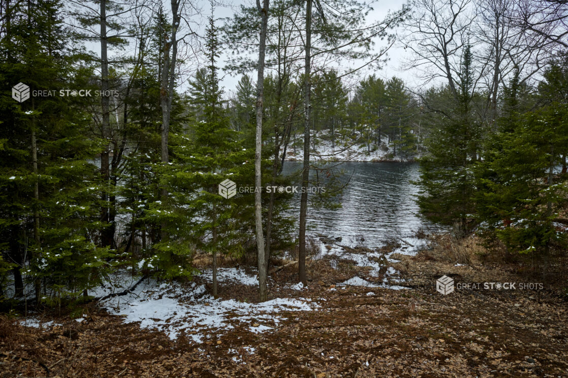 Forest of Evergreens Surrounding a Large Lake in Cottage Country During Winter in Ontario, Canada