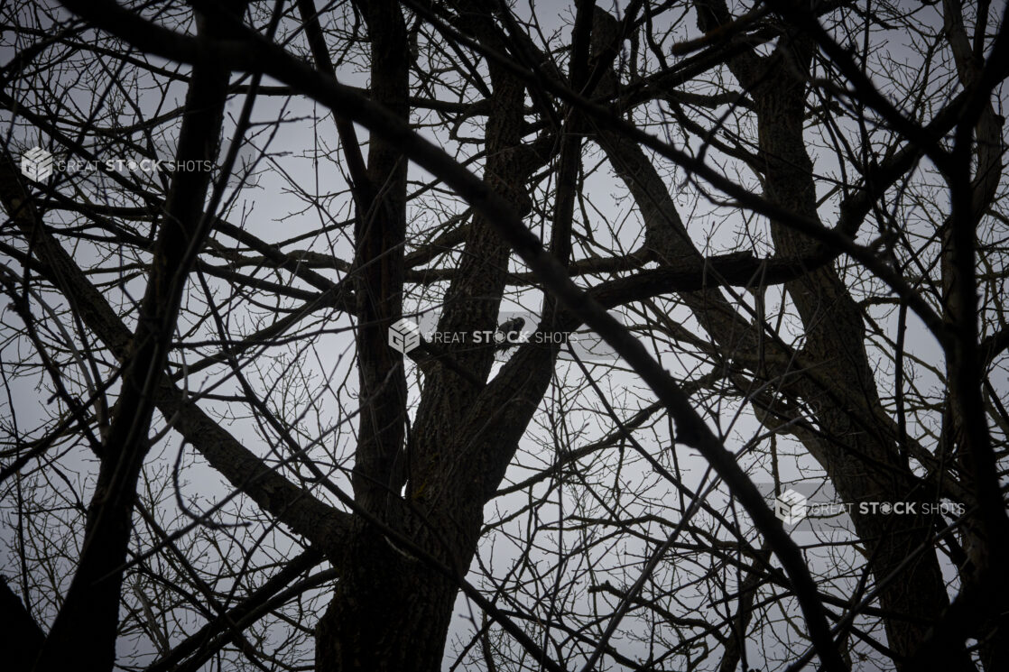 Silhouette of Bare Trees and a Woodpecker Against a Wintery Grey Sky