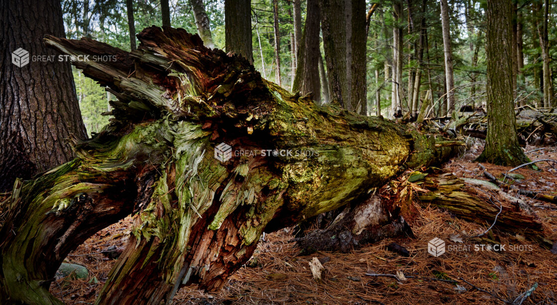 A Dead Moss-Covered Tree and Its Roots in an Evergreen Forest in Cottage Country, Ontario, Canada