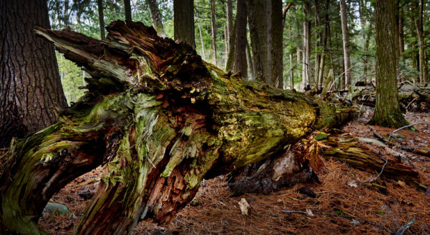 A Dead Moss-Covered Tree and Its Roots in an Evergreen Forest in Cottage Country, Ontario, Canada