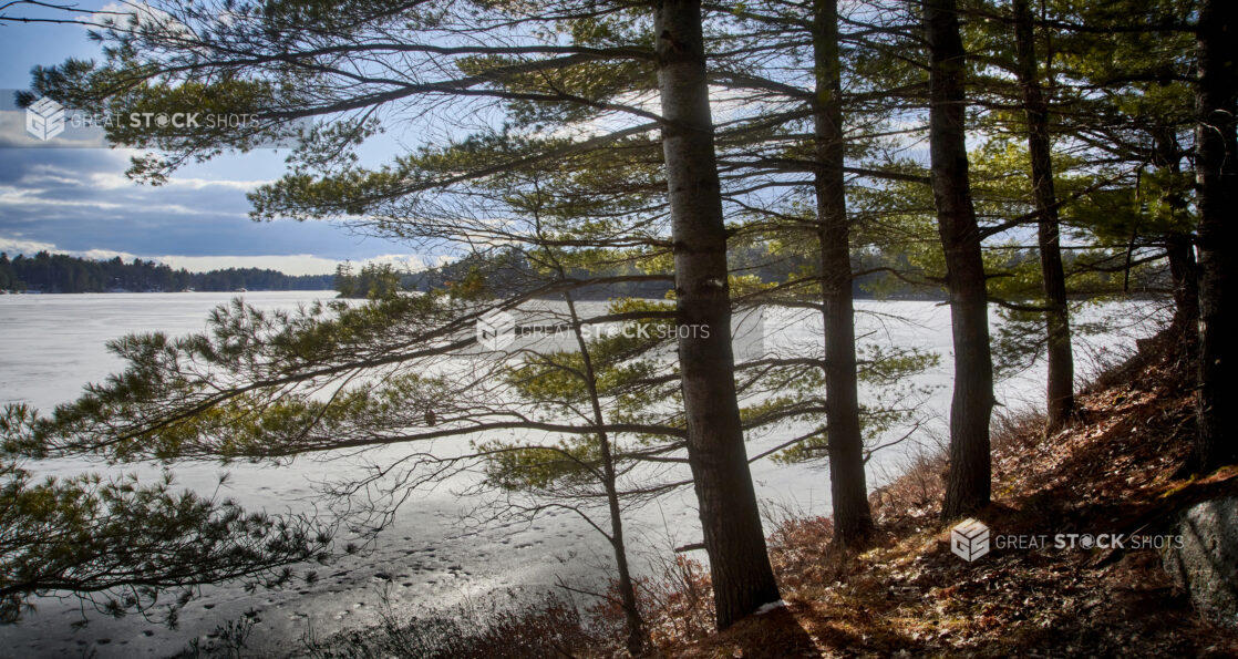 View Through a Line of Evergreens Towards a Frozen Lake During Winter in Cottage Country, Ontario, Canada