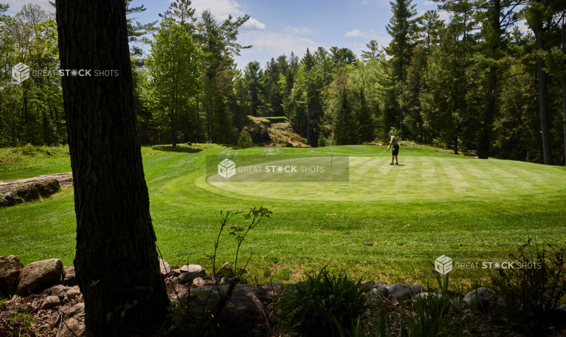 Golfer on the Well Manicured Putting Green of a Golf Course in Ontario, Canada