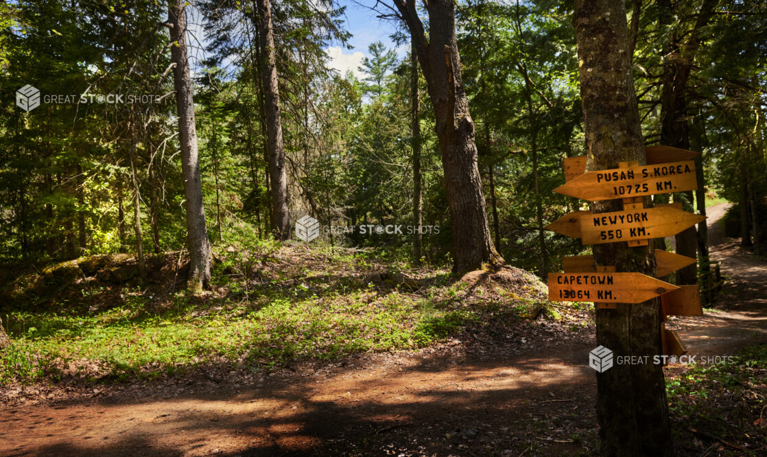 Global Directional Signs Nailed to a Tree in an Evergreen Forest in Cottage Country, Ontario, Canada