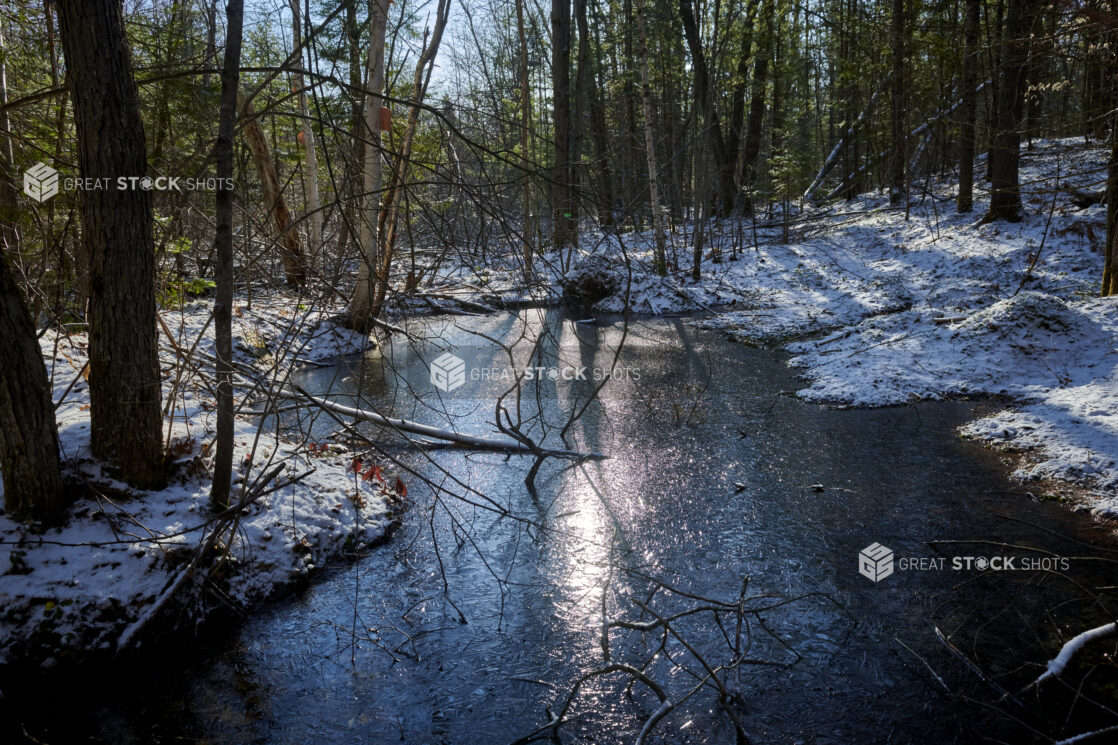 View of a Frozen Lake Surrounded by a Forest of Pine and Young Trees During Winter in Cottage Country in Ontario, Canada