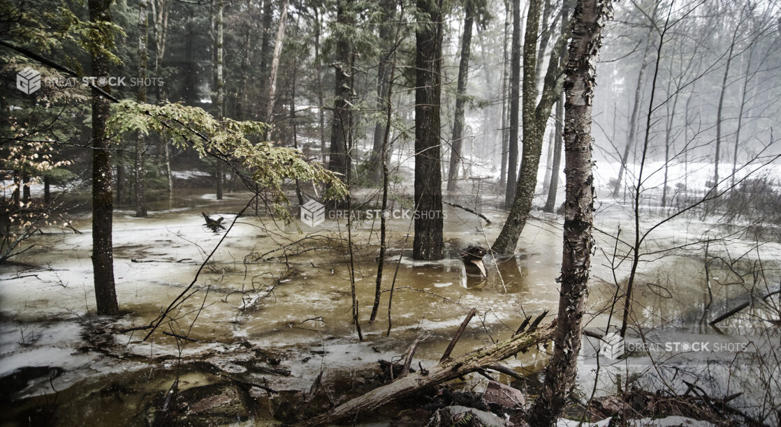 Wooded Area Flooded with Melting Snow During Winter in Cottage Country, Ontario, Canada - Variation