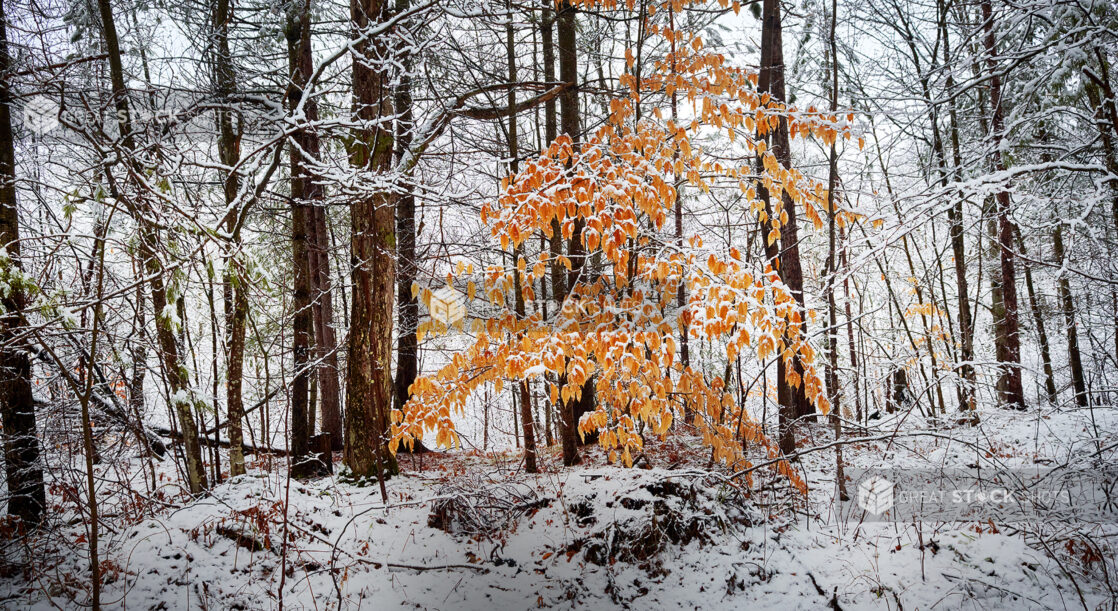 Bright Orange Snow-Covered Dead Leaves and Bare Trees During Winter in Cottage Country in Ontario, Canada