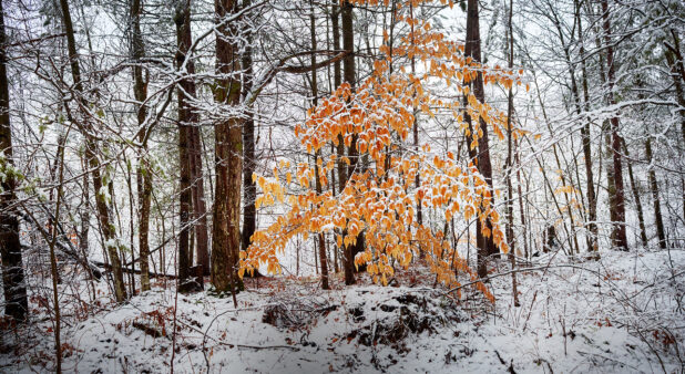 Bright Orange Snow-Covered Dead Leaves and Bare Trees During Winter in Cottage Country in Ontario, Canada