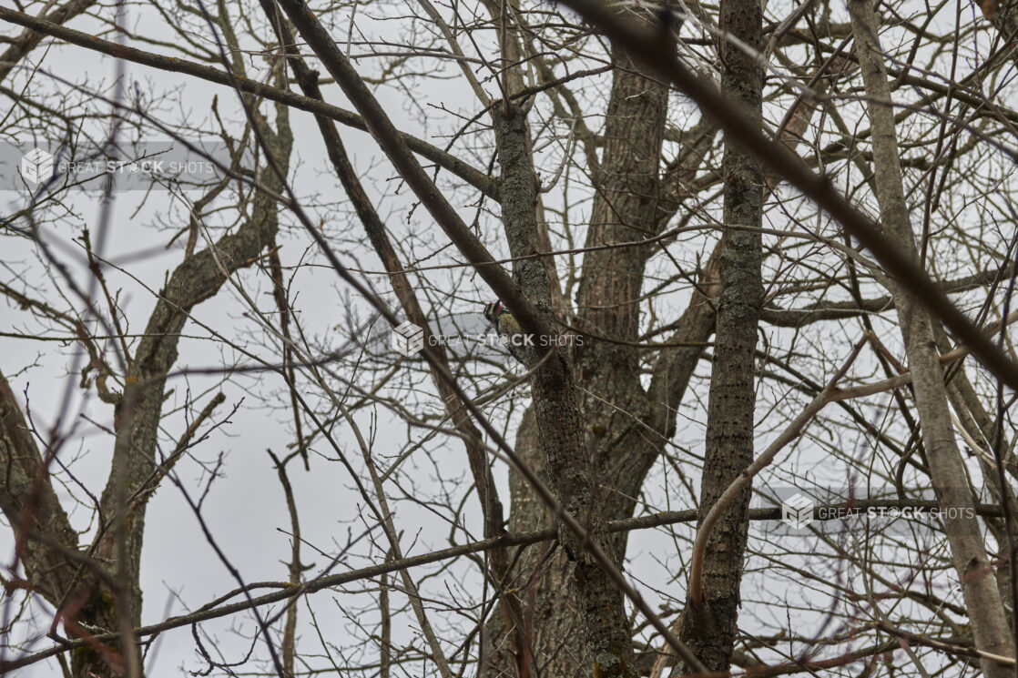 A Woodpecker Amongst a Cluster of Bare Trees Against a Wintery Grey Sky